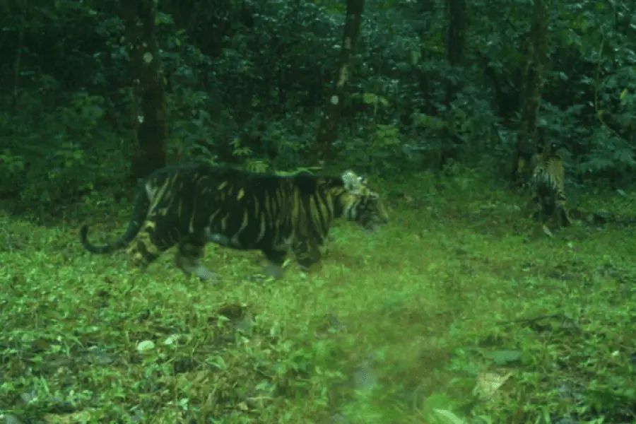 Avistaron una familia de tigres negros en una reserva de la India