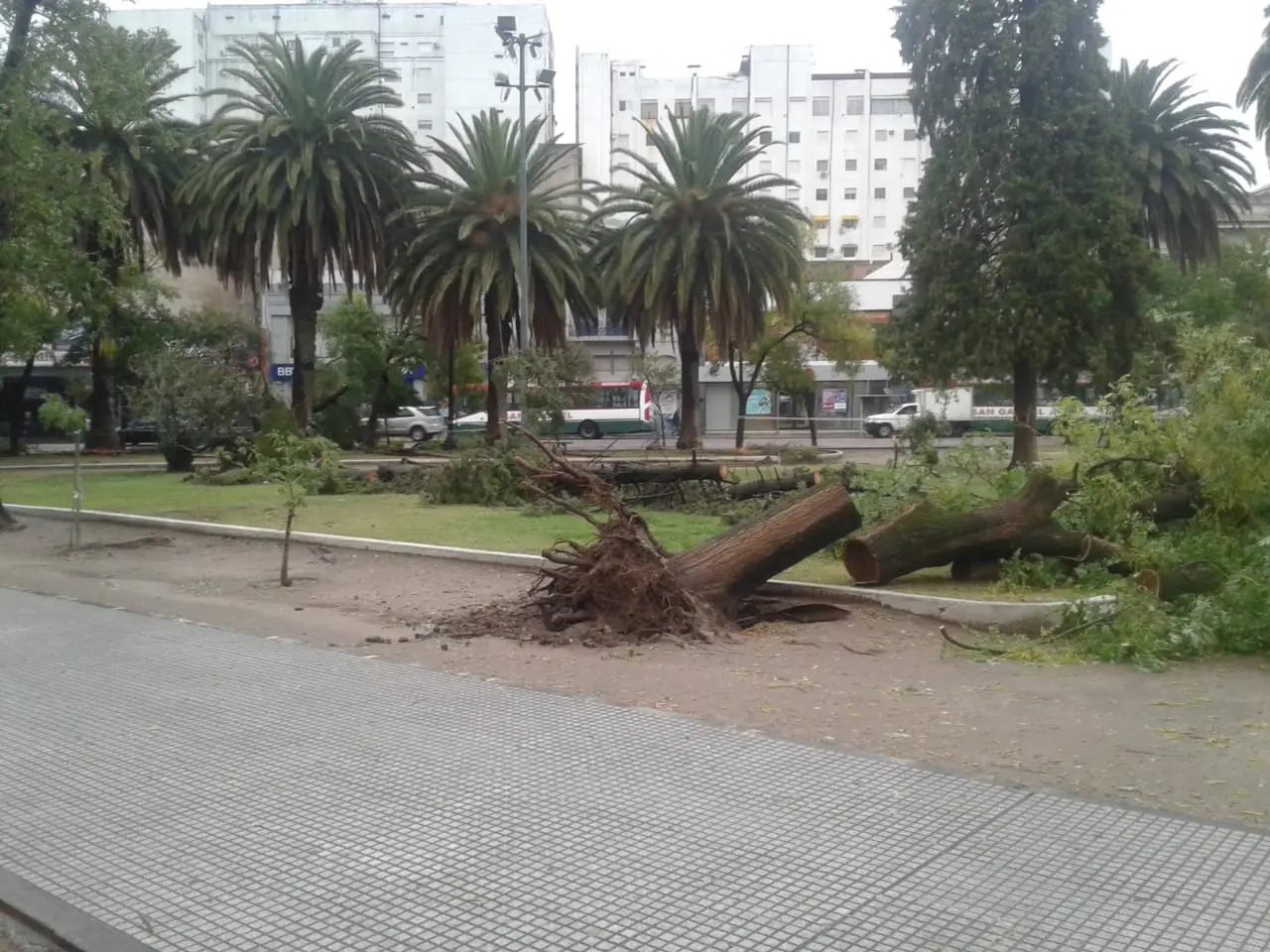 Bahía Blanca: Cientos de evacuados, 800 árboles caídos y más de mil llamados a Defensa Civil