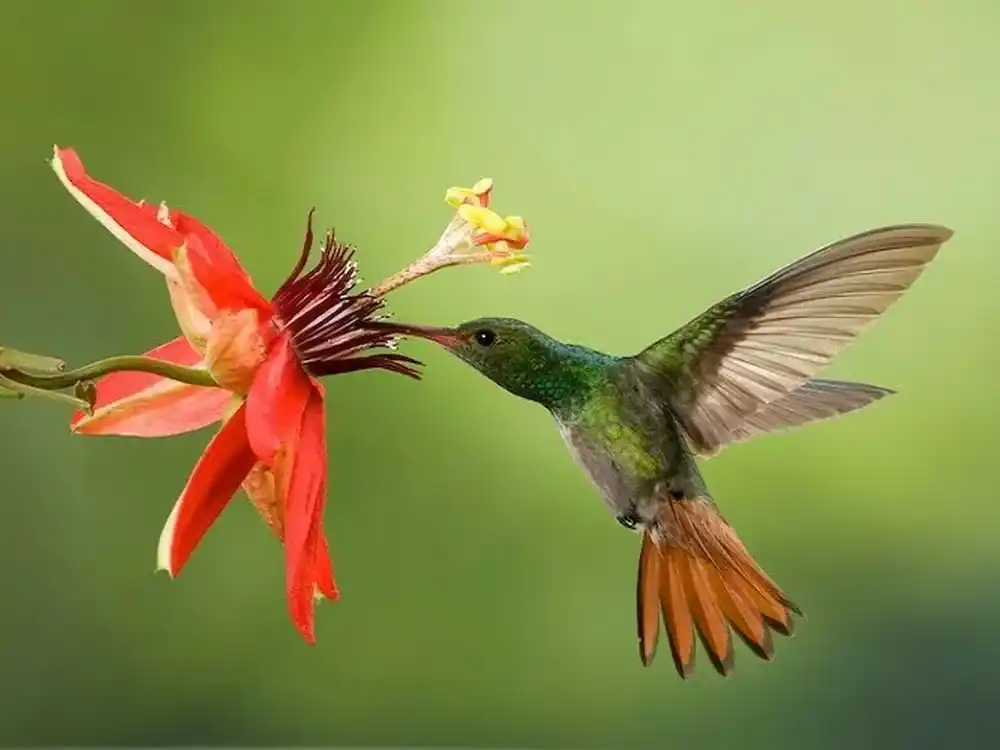 Cómo atraer colibríes a tu jardín