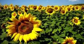 Entre Ríos: el área sembrada con girasol aumentó 820%