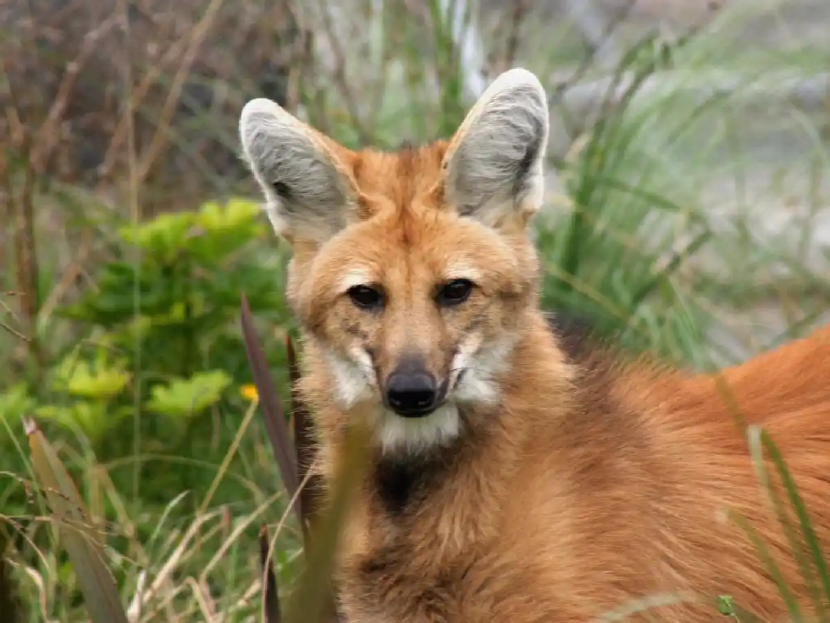 Avistaron Aguará guazú en pueblos de la región