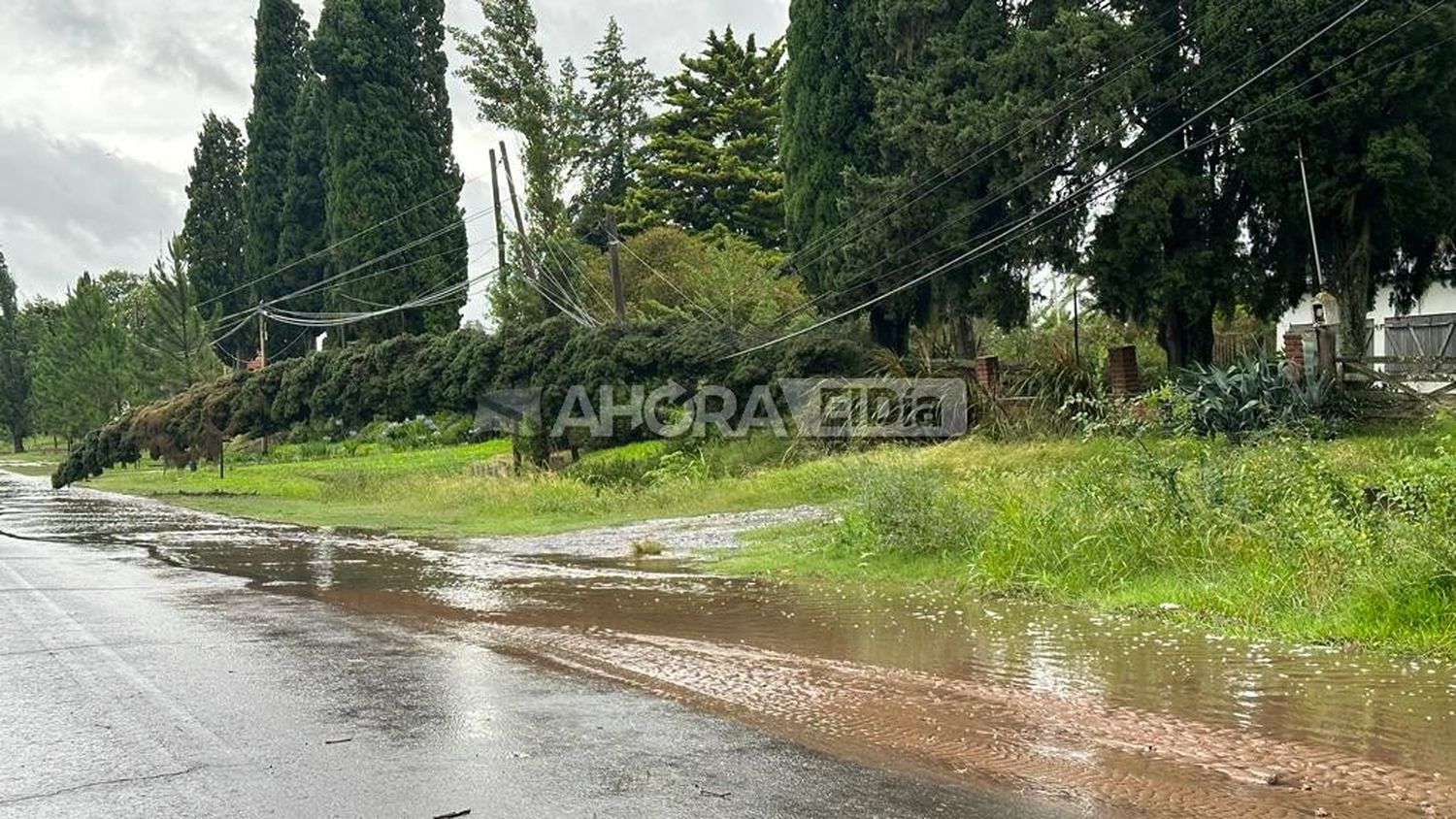 arboles caidos