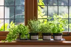 Sea patio, balcón o interior: ¿Dónde ubicar la huerta en casa?