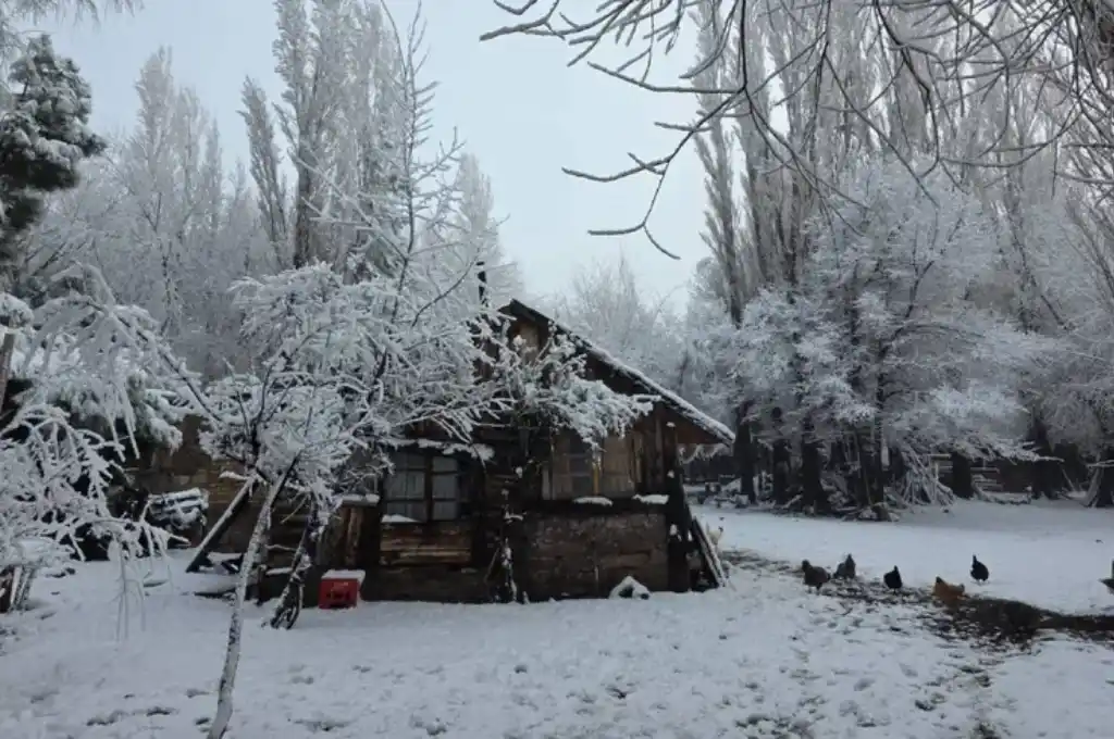 agreden a abuelito granjero 2