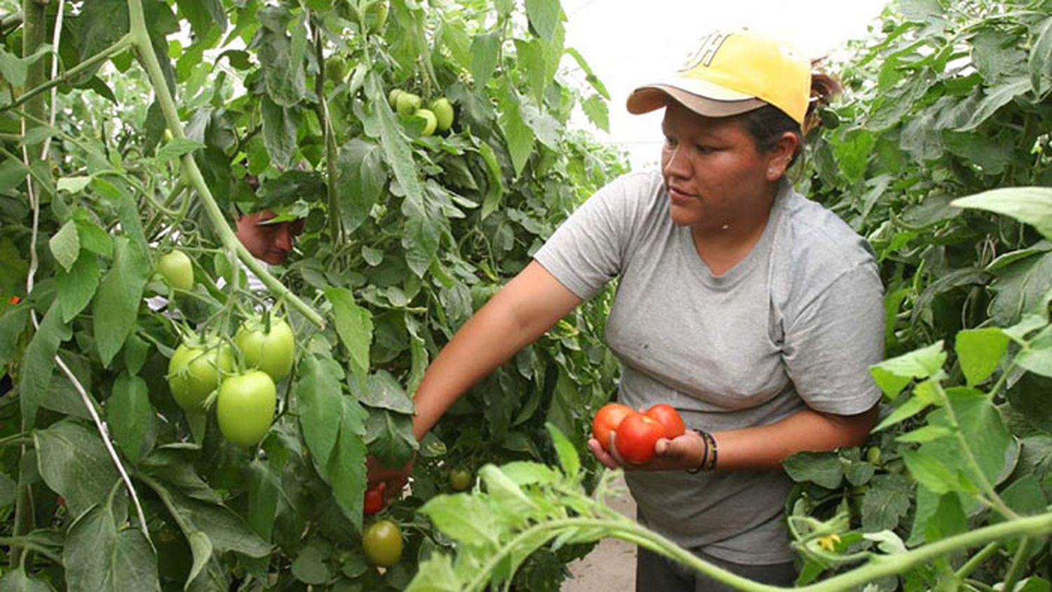 En el agro es donde menos empleos hay para las mujeres