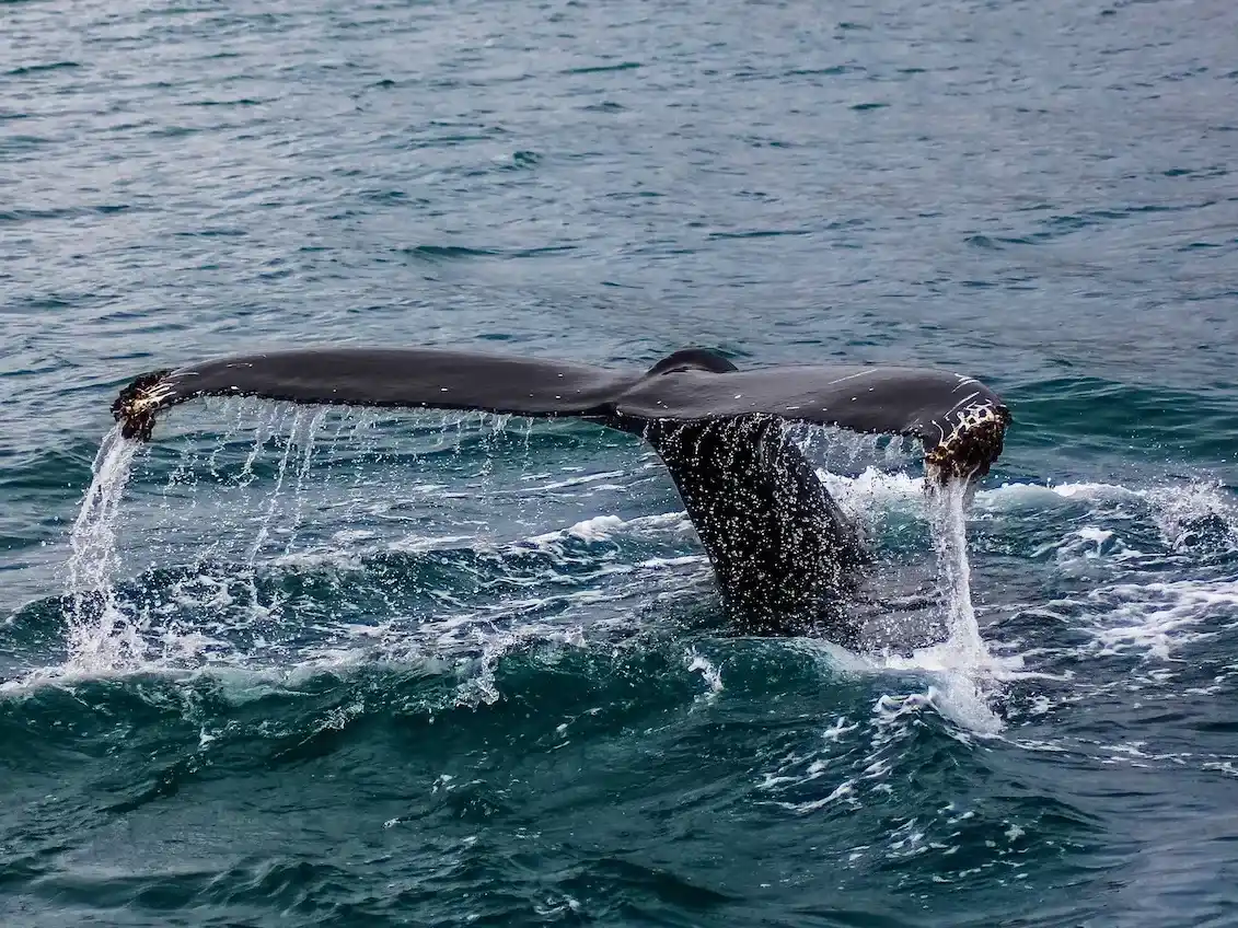 ¿Por qué las ballenas boreales pueden vivir más de dos siglos? Una proteína podría explicarlo todo
