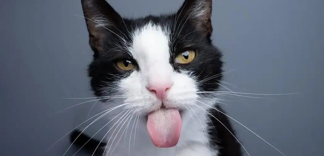 Conoce el nuevo tipo de “GATO SALMIAK»: surgió por una mutación accidental