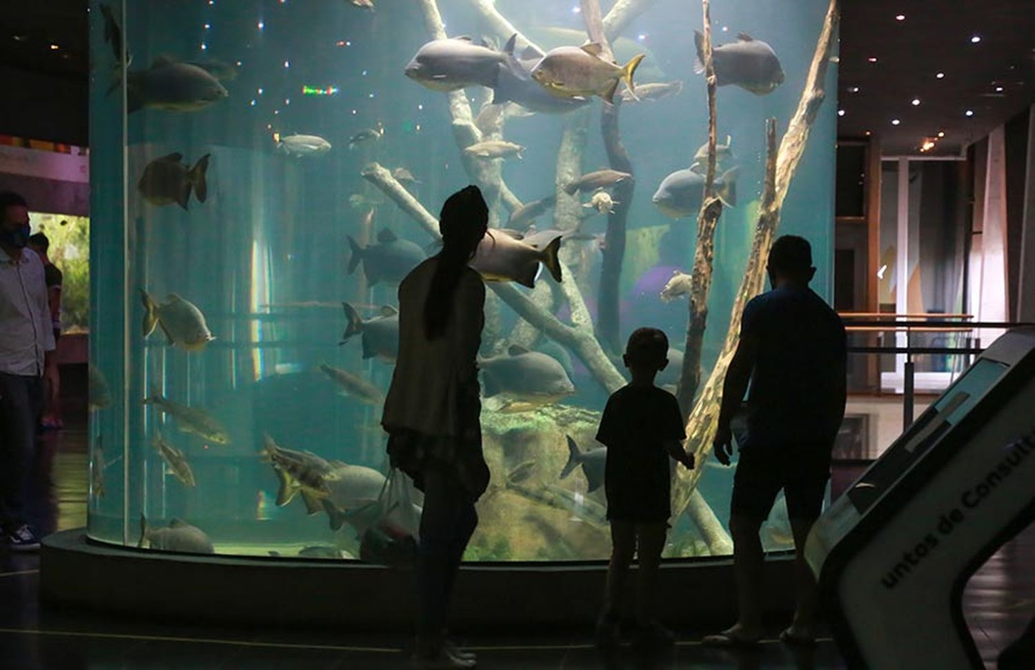 El acuario de Rosario extendió sus horarios de visitas: cuáles son