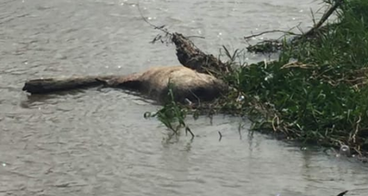 Animal muerto en el Paseo Público