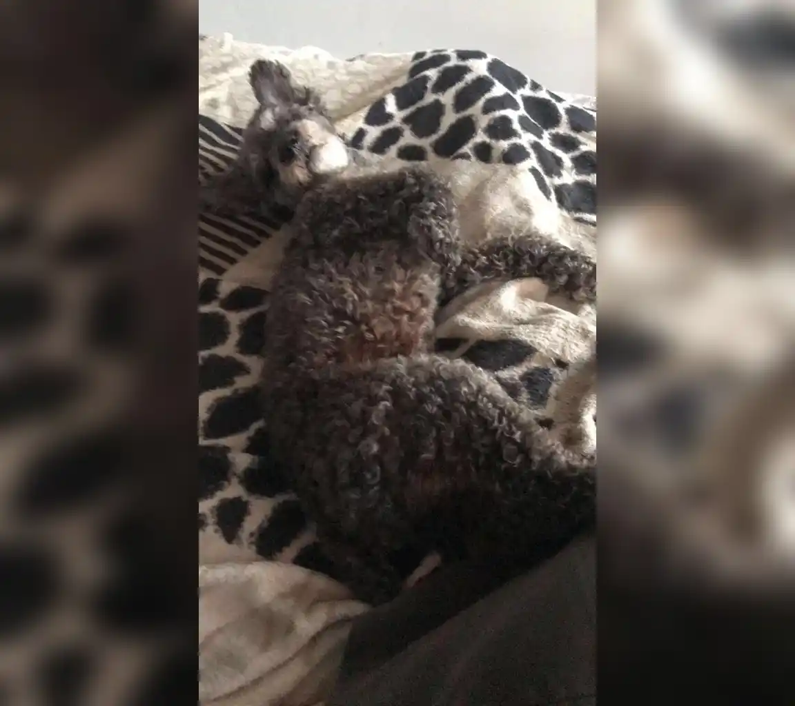 Se perdió perro en calle Mitre y Lucio Mansilla