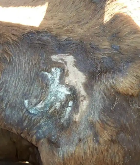 Marcas sobre marcas en la hacienda robada