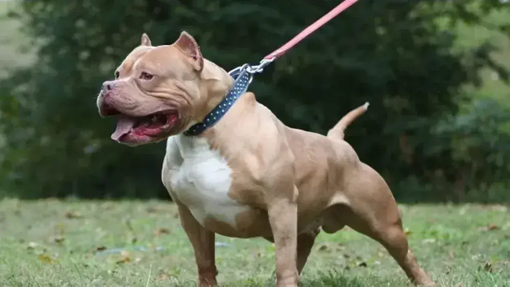 Perro pitbull sostenido con una correa. Archivo.