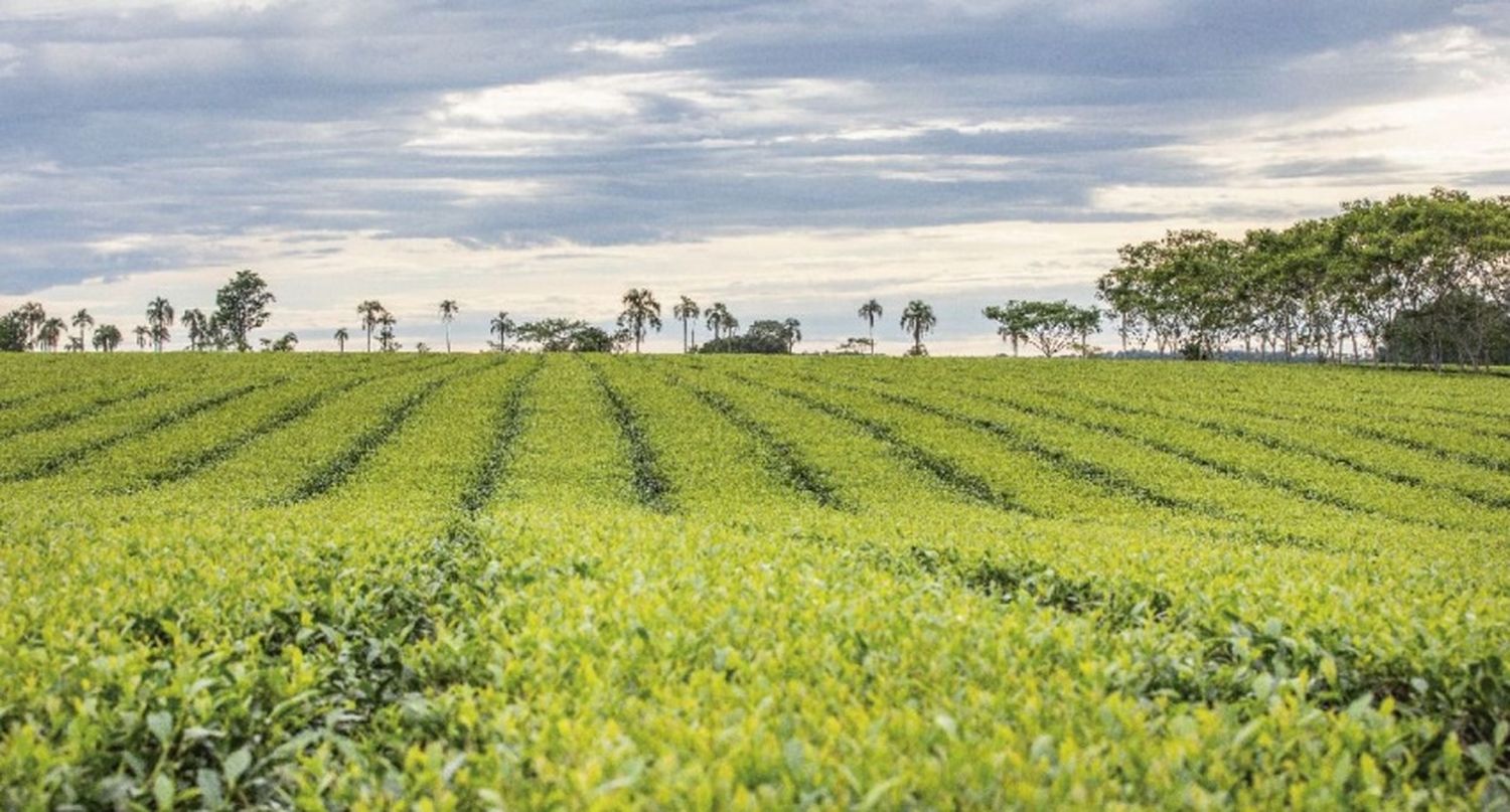 La Semana del Té argentino en Misiones será una oportunidad única para descubrir y disfrutar de una bebida tradicional