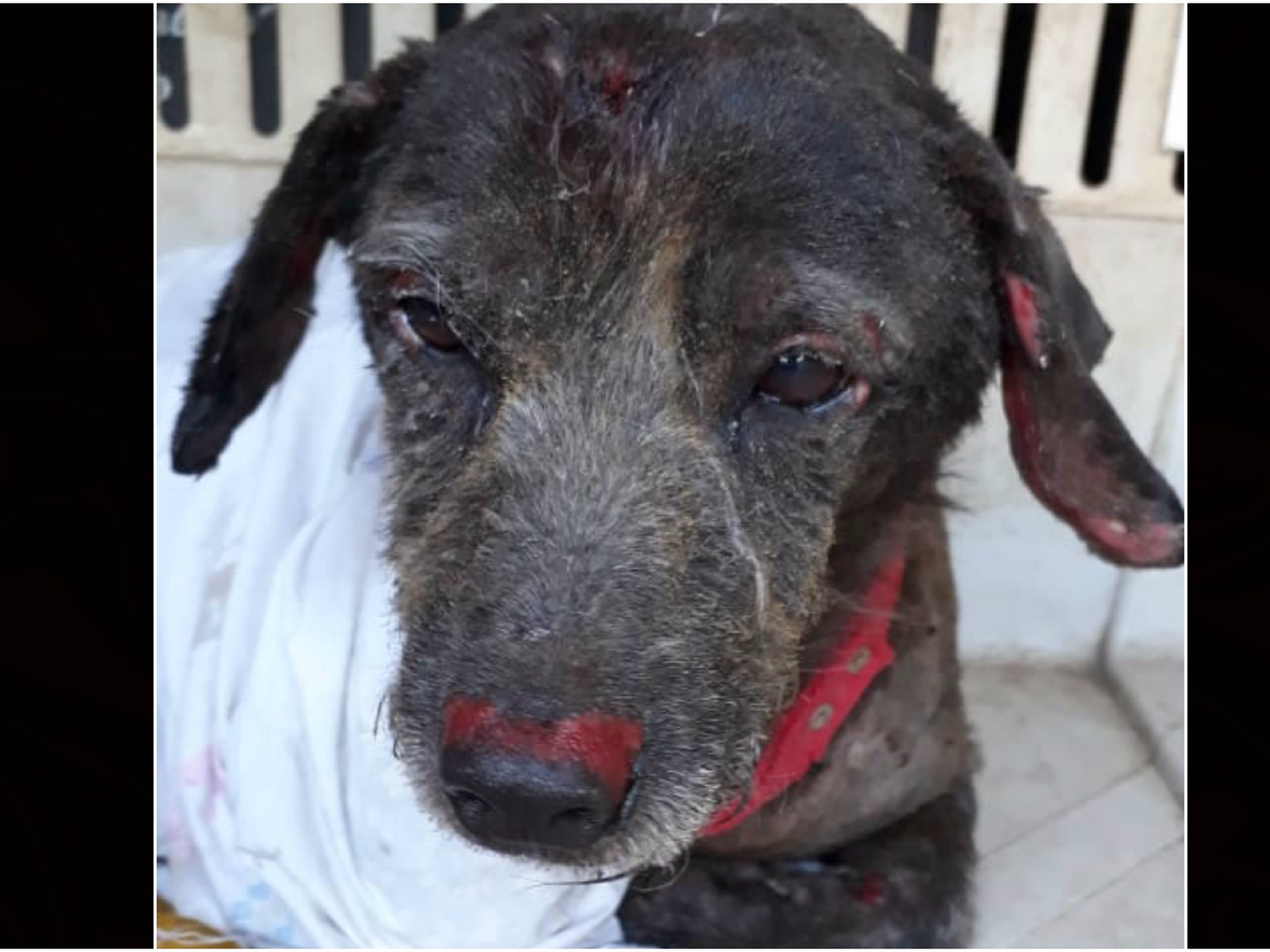 Hallaron a un perro con quemadores y piden ayuda