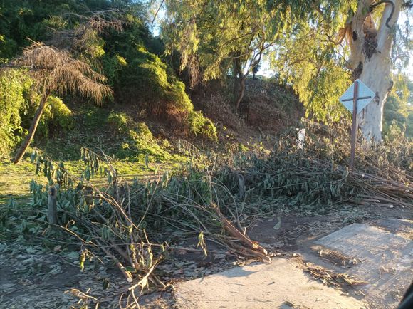 Podaron y no sacaron las ramas: "Envidiable planificación municipal"