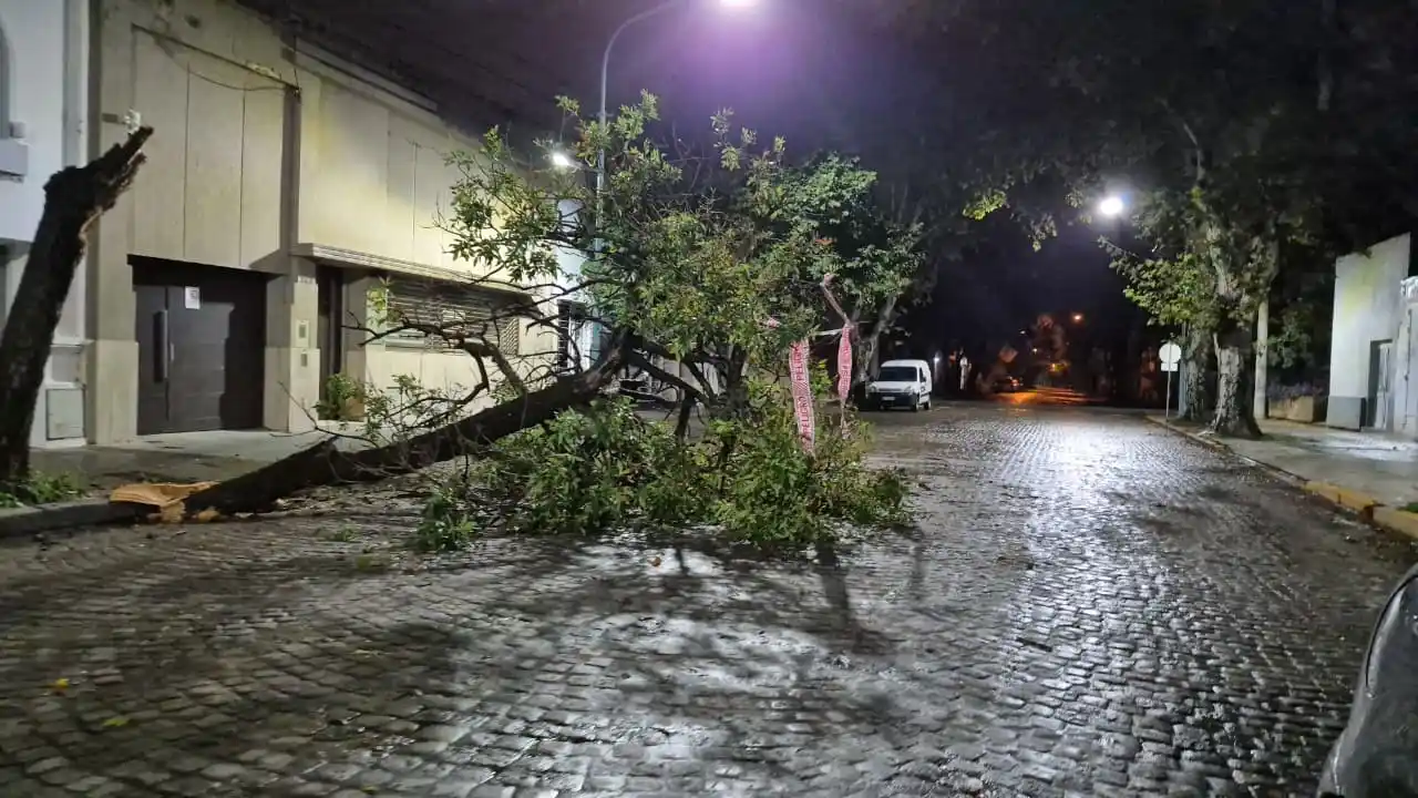 arbol caido alvear - 2
