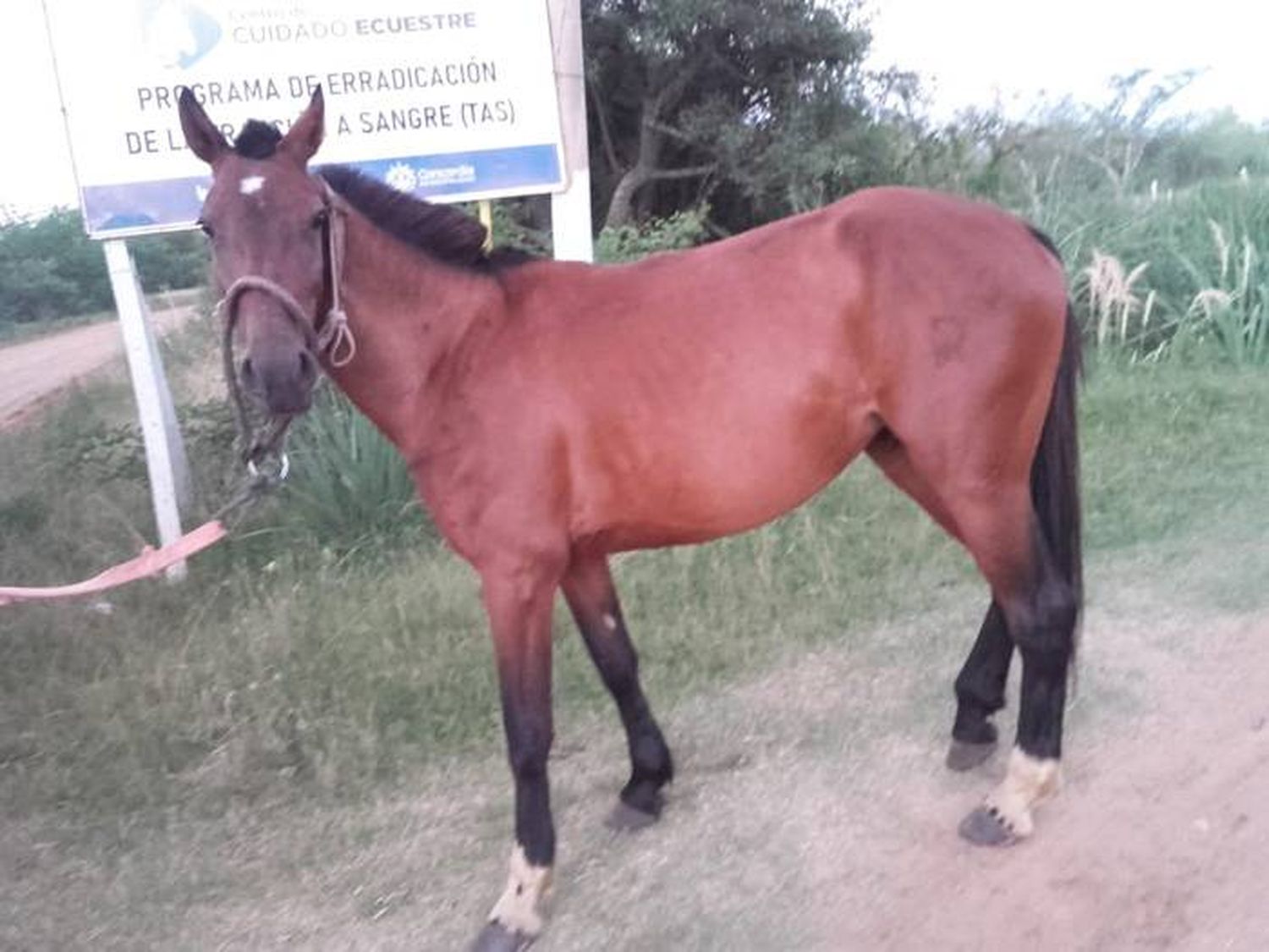 Programa de erradicación de la tracción a sangre en la ciudad