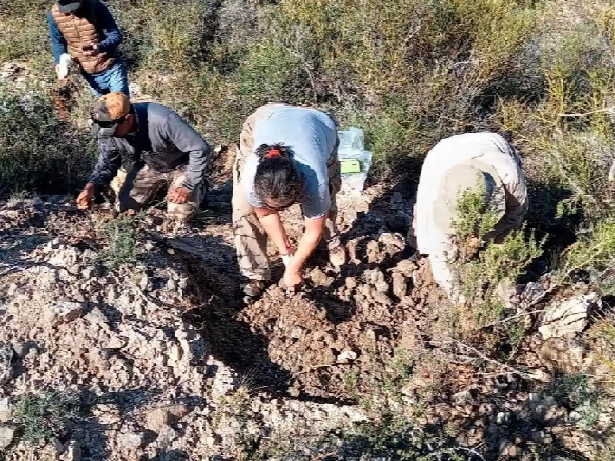 Encontraron un fósil de 8.500 años en la localidad rionegrina de General Conesa