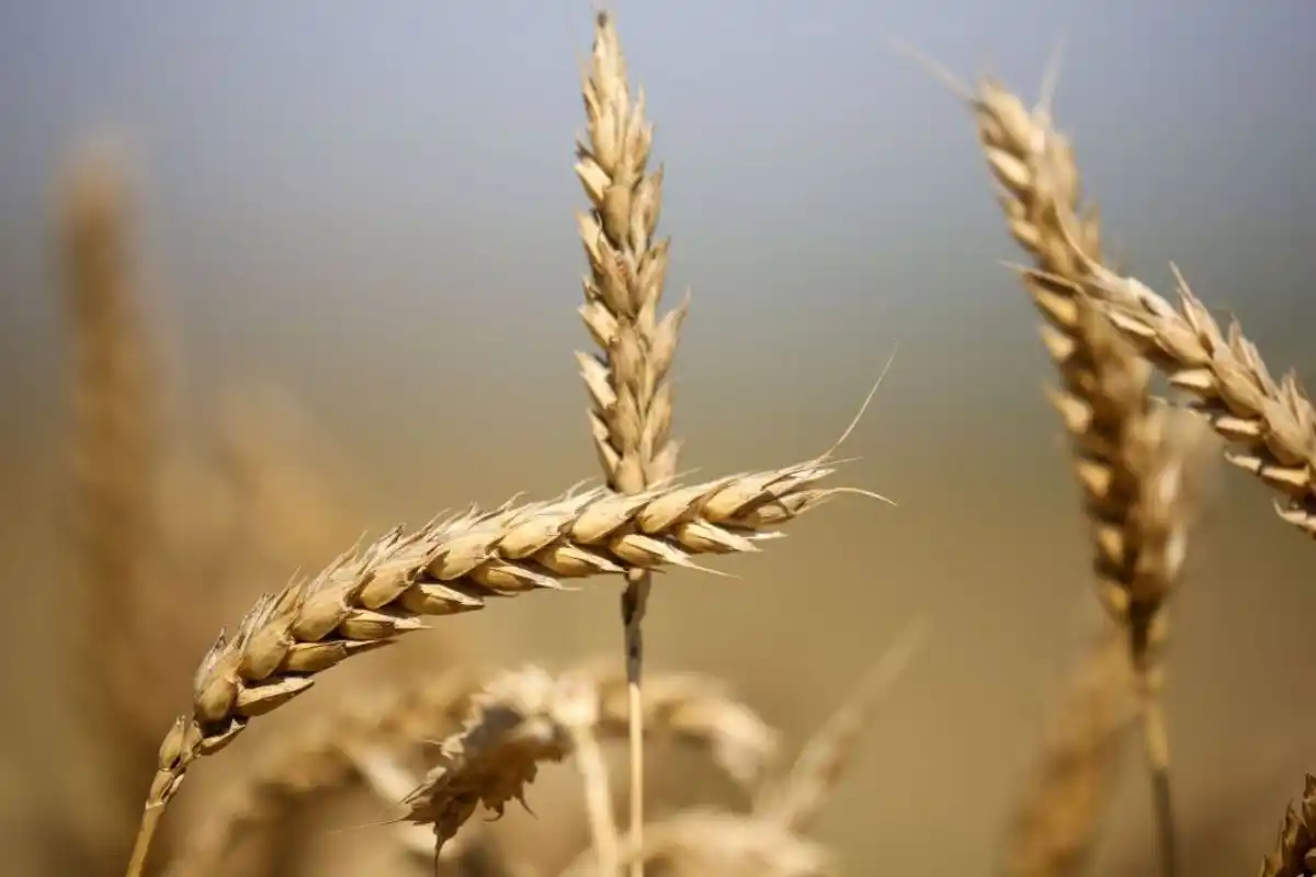 Las precipitaciones que complejizaron el proceso