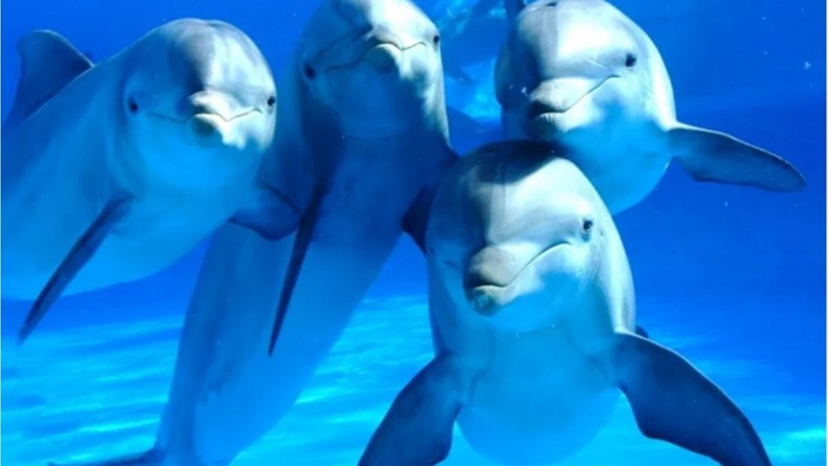 Un joven se pierde en el mar durante 12 horas y es “rescatado” por delfines