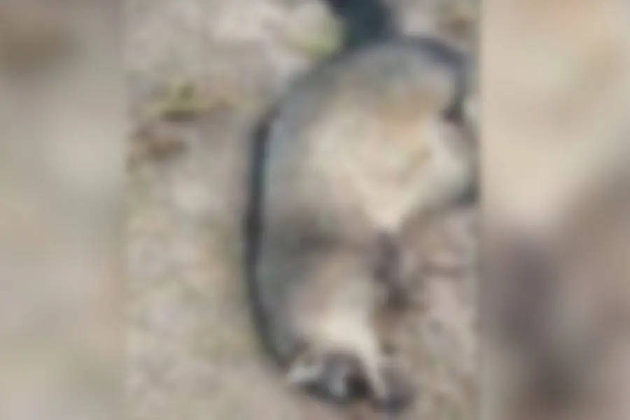 Particular hallazgo: encontraron el cadáver de un animal poco común en la zona