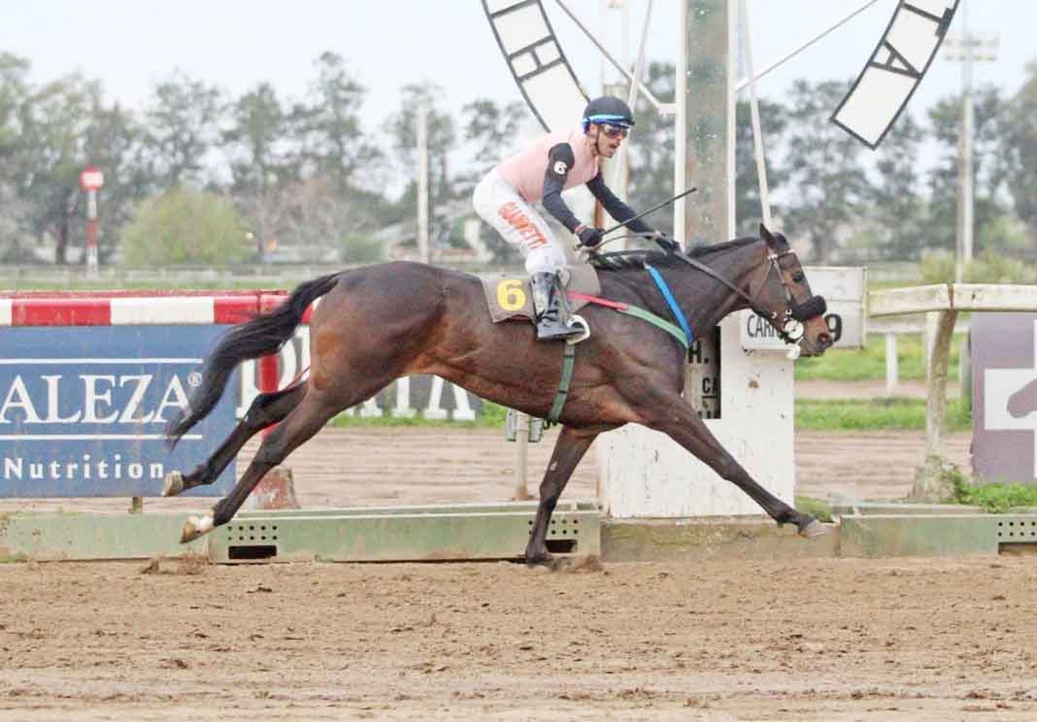 Lágrimas y Sonrisas reprisa en La Plata y va en busca del Clásico Jockey Club de Rosario (G3).