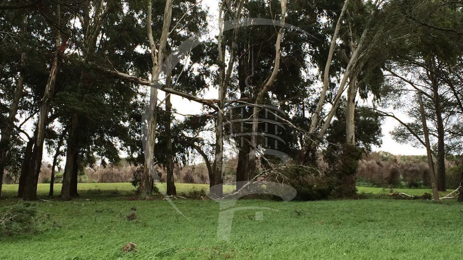 Demorará un mes normalizar el servicio eléctrico en el Bosque