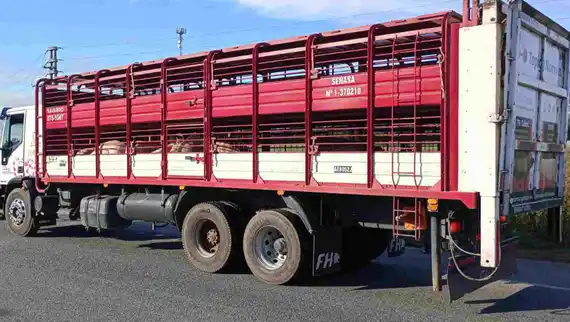 Traslado de cerdos : Qué medidas de bioseguridad se deben aplicar