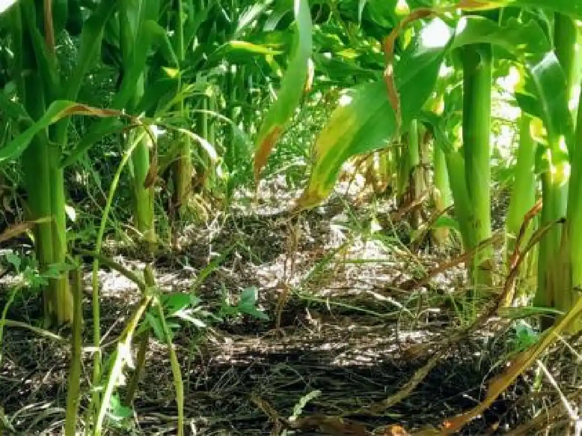 Suelos siempre “vestidos”, un modelo para producir pegado a una ciudad