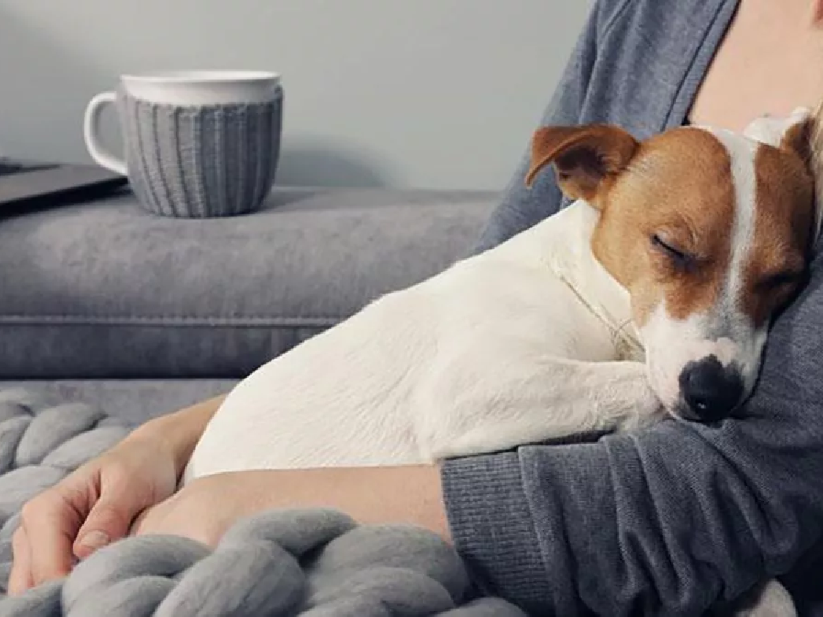 Leishmaniasis: ¿Cómo cuidar a nuestras mascotas y prevenirla?   