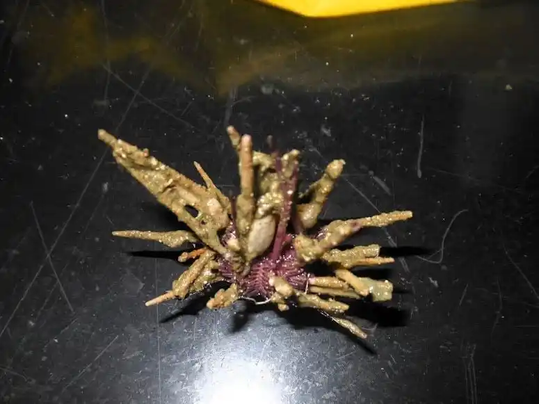 Científicos argentinos anunciaron el descubrimiento de una especie de erizo de mar.