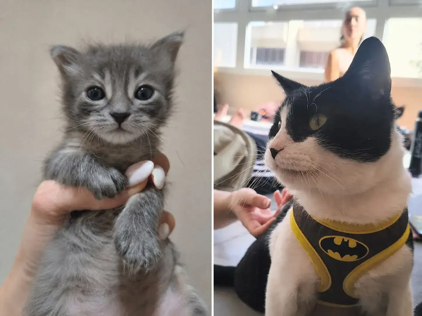 En Mar del Plata hay gatos que actualmente esperan la posibilidad de encontrar una familia definitiva.