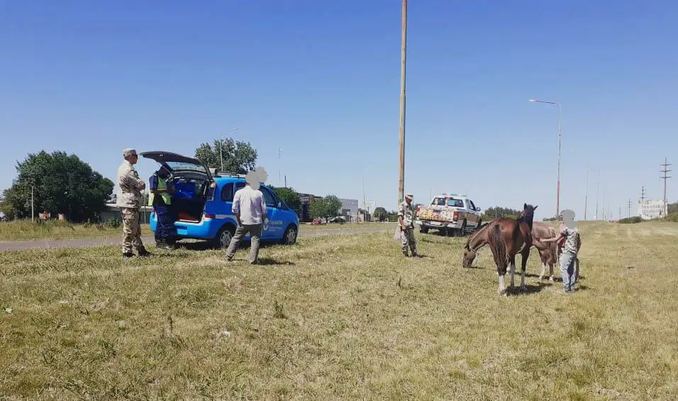 Continúan realizando actas de infracción por animales sueltos en rutas y banquinas