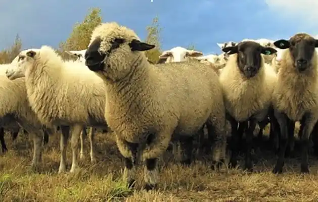 La economía de la oveja quiere recuperar el esplendor de antes