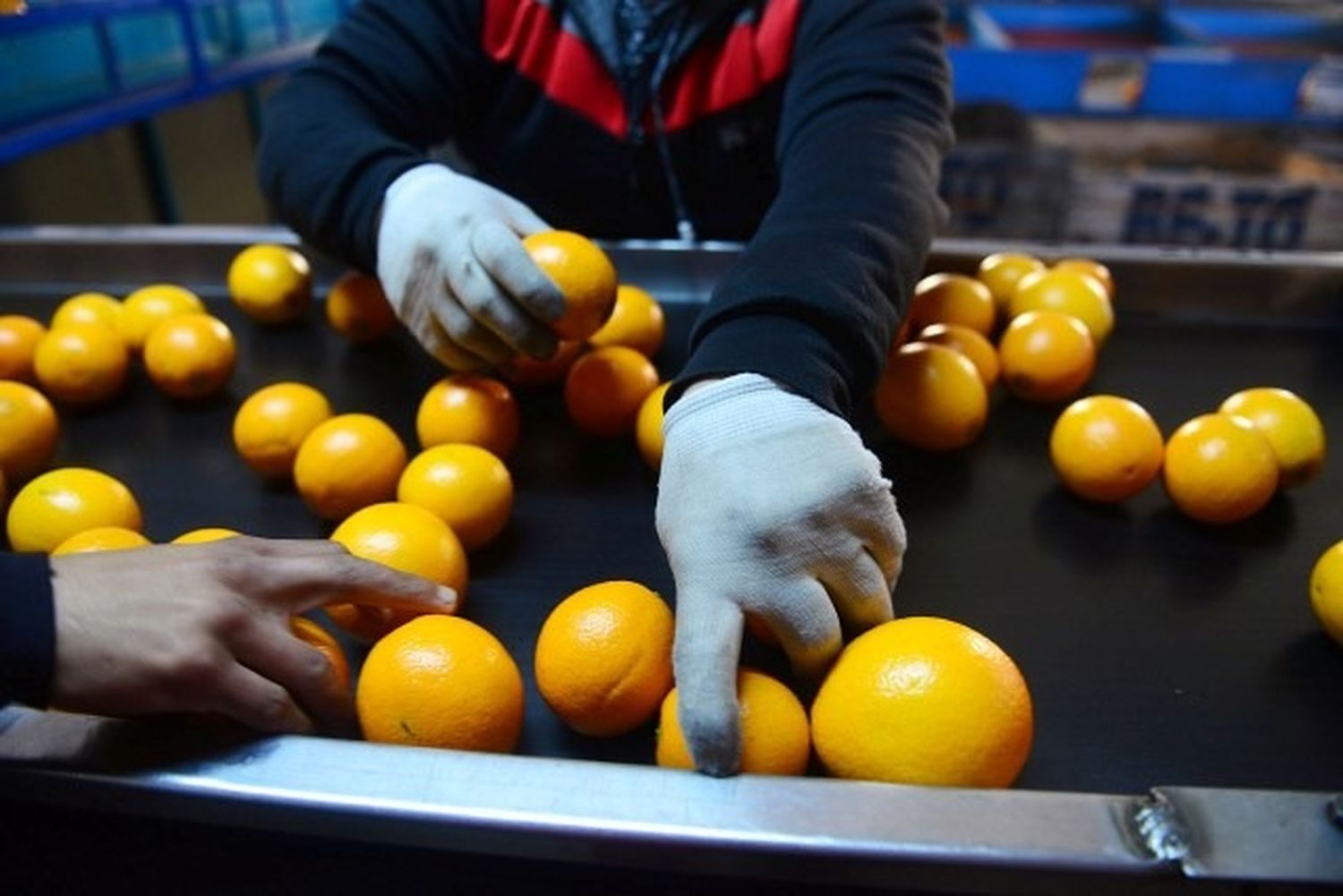 La Federación del Citrus lamentó la decisión de la UE de suspender las exportaciones
