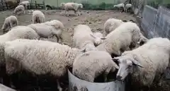 Sarna ovina: nuevos requisitos para el rotulado de productos inyectables