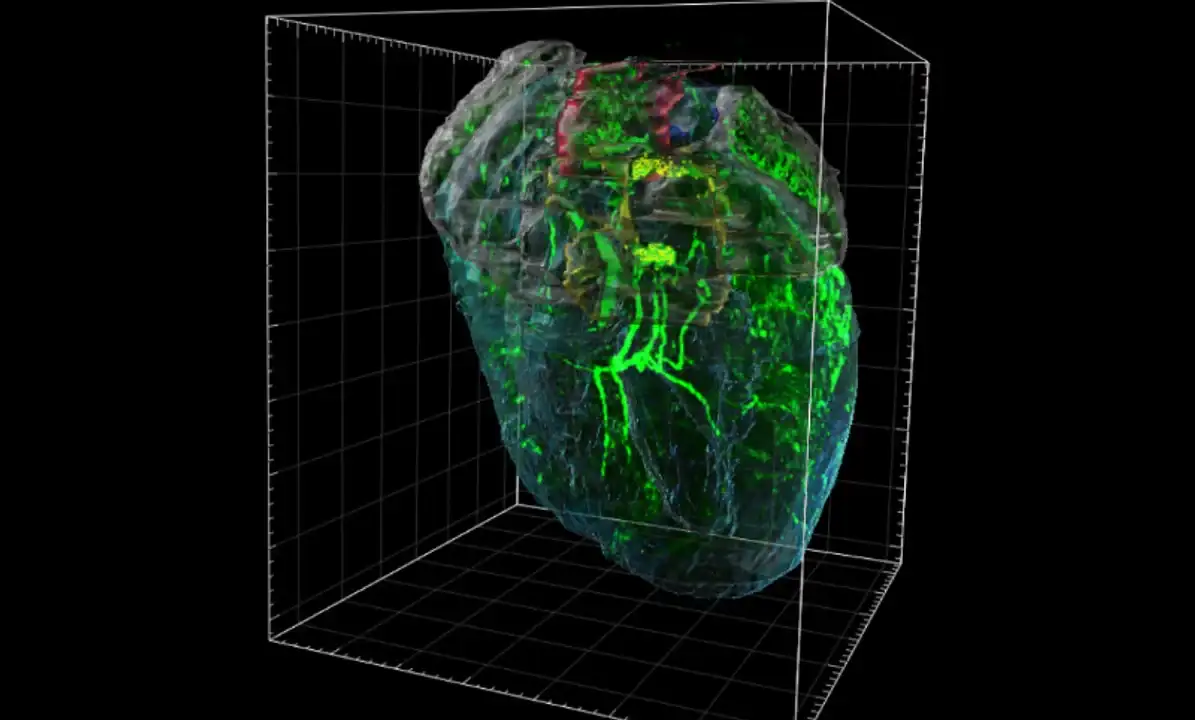 Imagen de lámina de luz de un corazón. Foto: Universidad de Yale