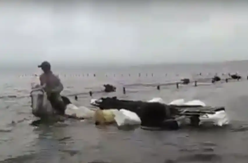 El video que muestra como un peón arrea al ganado para evitar que se ahogue