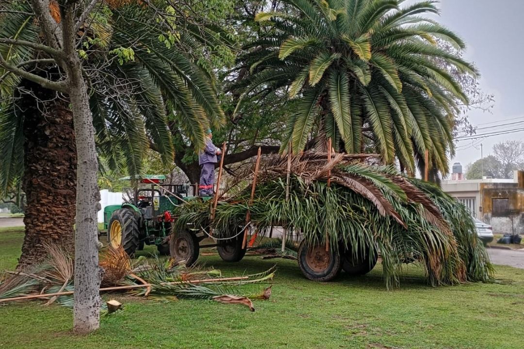 Tareas de poda en distintos sectores de la ciudad