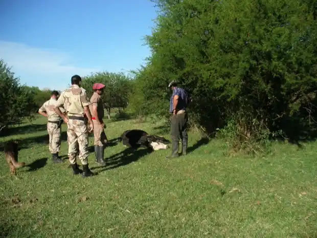 Les llevaron 5 vaquillas y dejaron una moribunda porque no tenían lugar