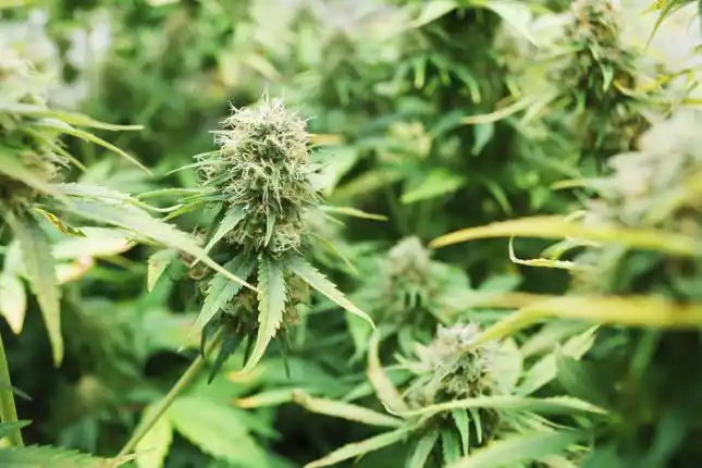 Prefectura incautó 908 kilos de marihuana valuados en más de $ 120 millones