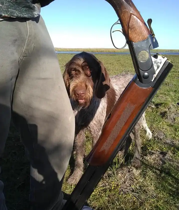 La caza menor solamente se puede hacer a través de los cotos