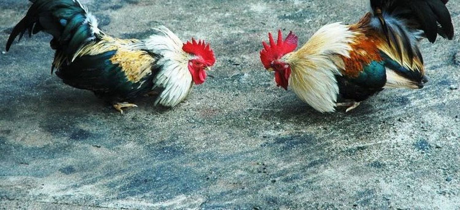 Tras la denuncia, insisten con el control de las riñas de gallos