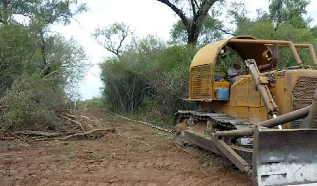 Elección a favor de los bosques
