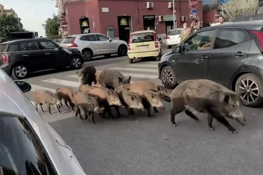 Toque de queda en Roma por la presencia de jabalíes en las calles