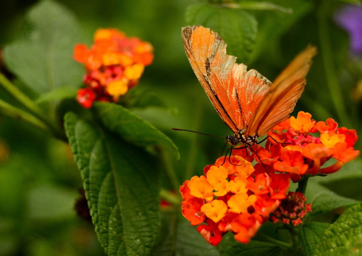 Se realizará una nueva jornada de avistamiento de mariposas y plantas autóctonas