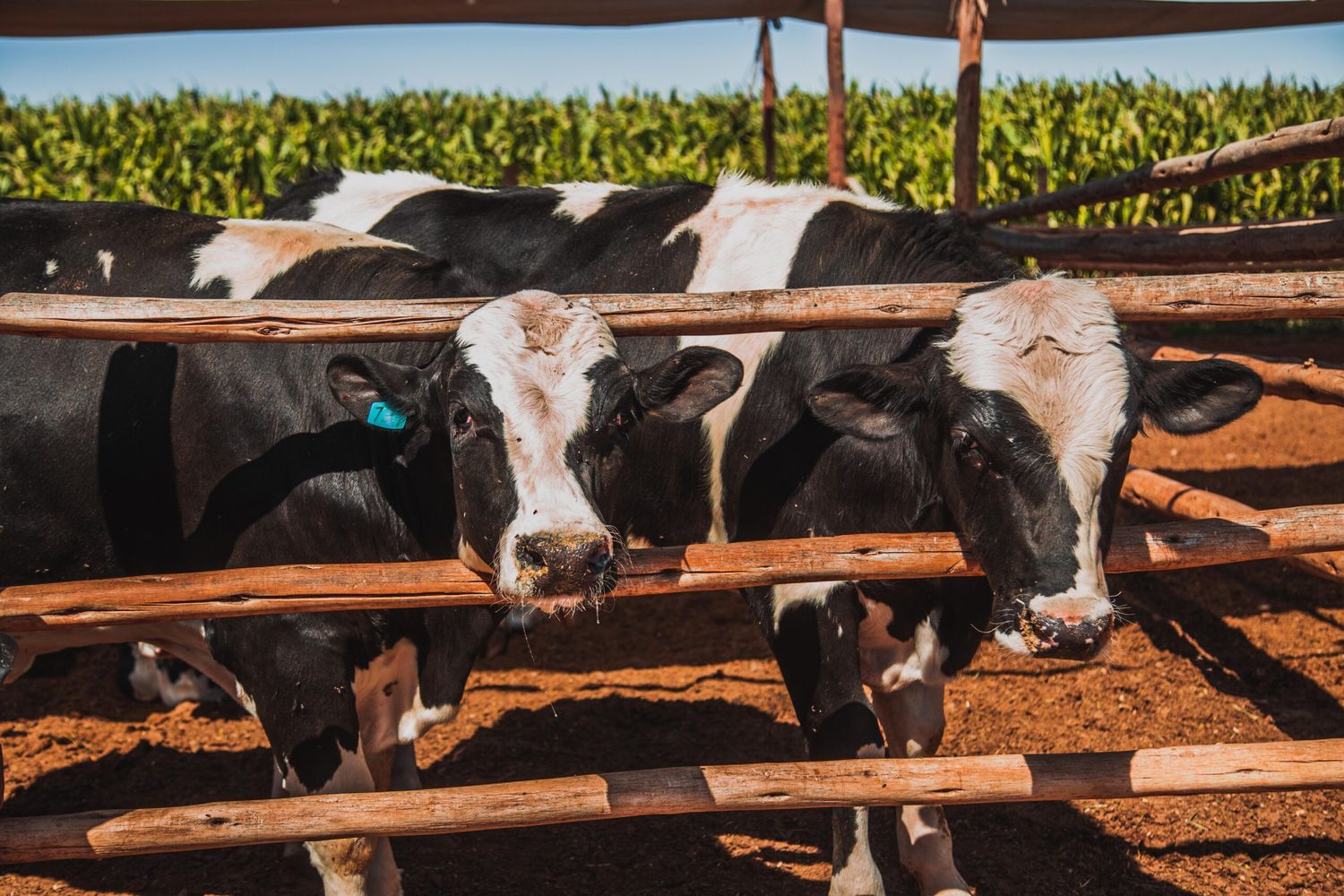 leuci vacas y maíz