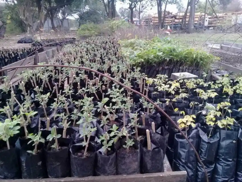 La empresa Unitán impulsa su plan de forestación intensiva de quebracho colorado