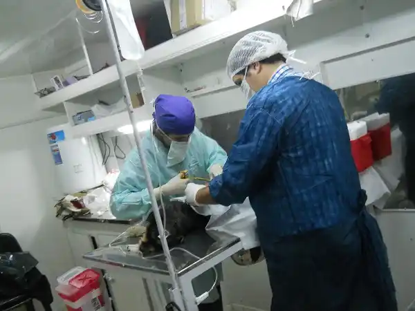 Más de 60 mascotas esterilizadas en el Castramóvil de Nación