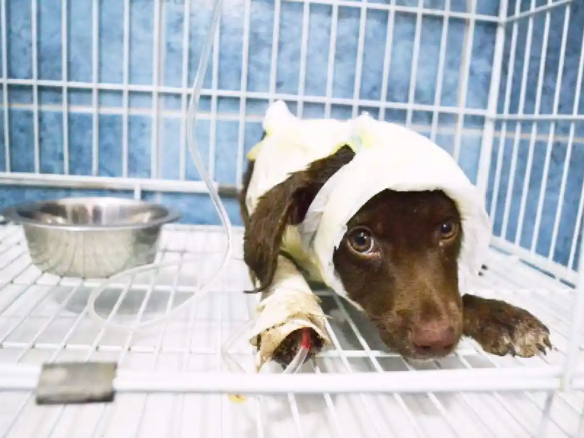 Caso Chocolate: elevan la causa a juicio 